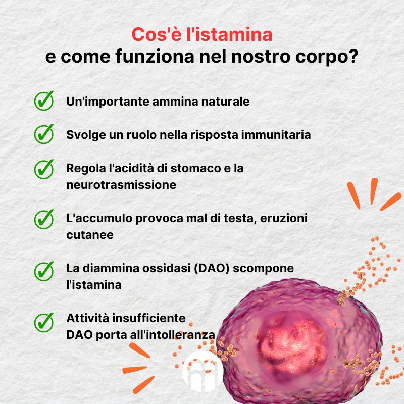 (Italština) Co je to histamin  a jak funguje v našem těle